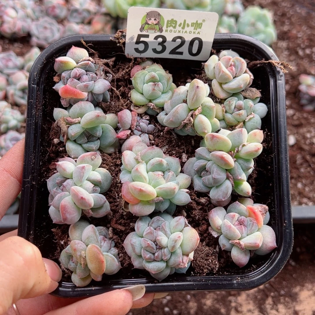 多肉植物多肉植物