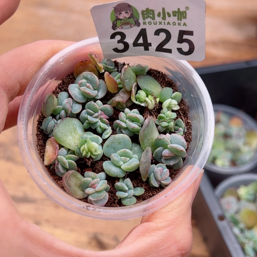 多肉植物多肉植物