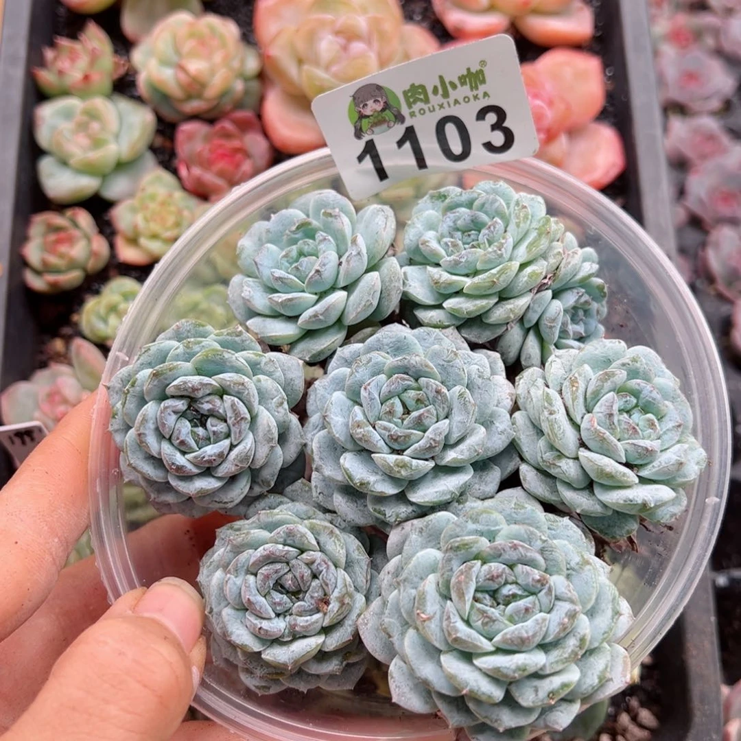 多肉植物多肉植物