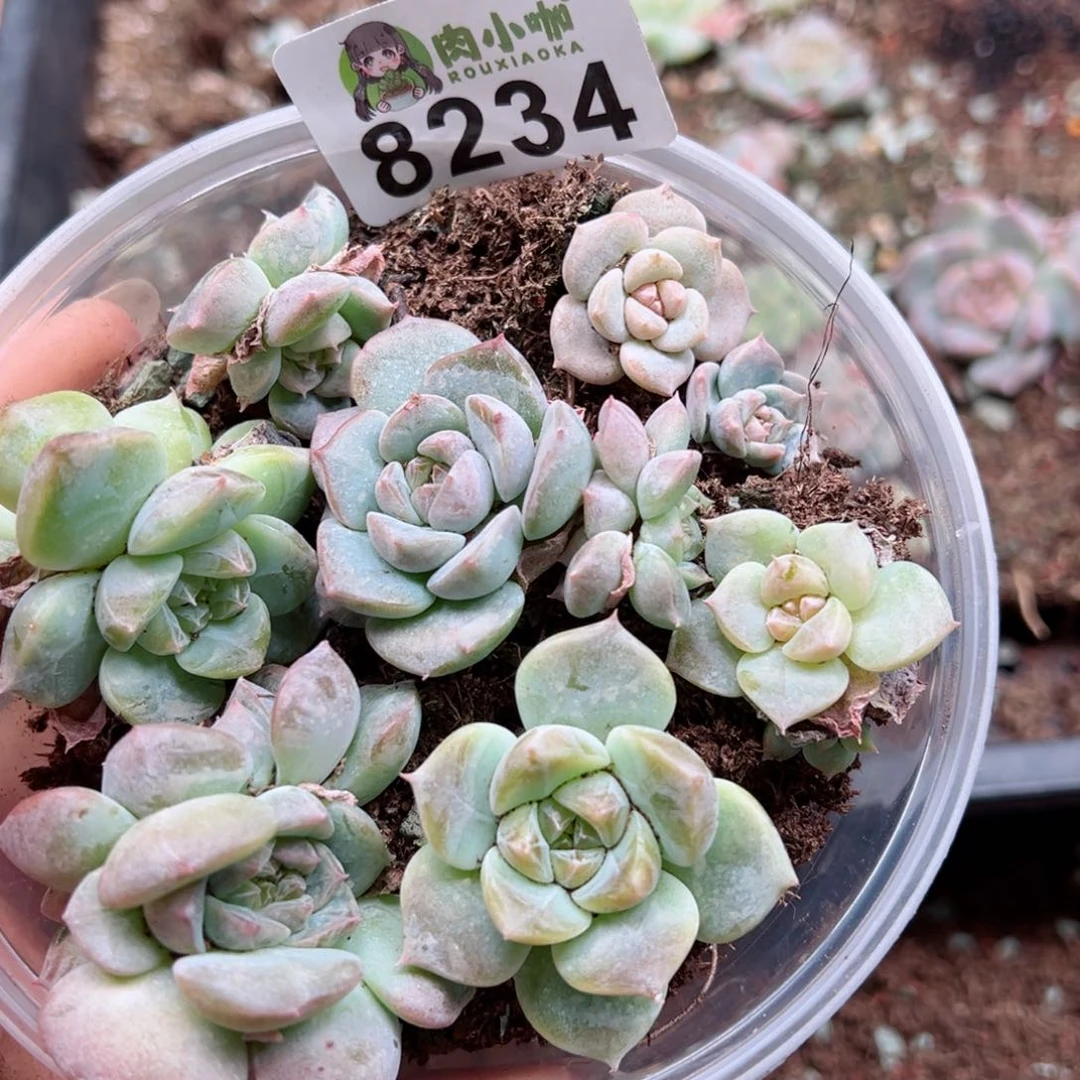 多肉植物多肉植物