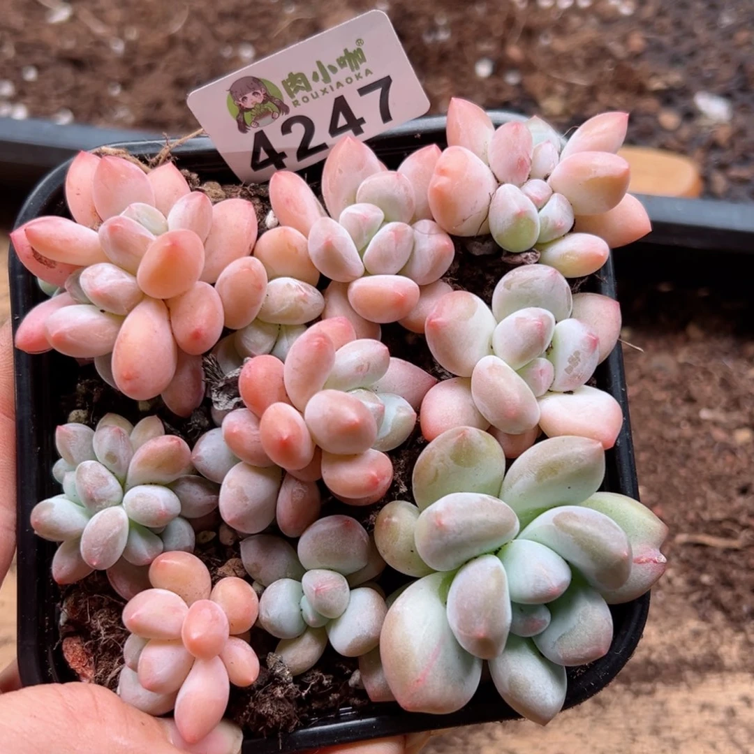 多肉植物多肉植物