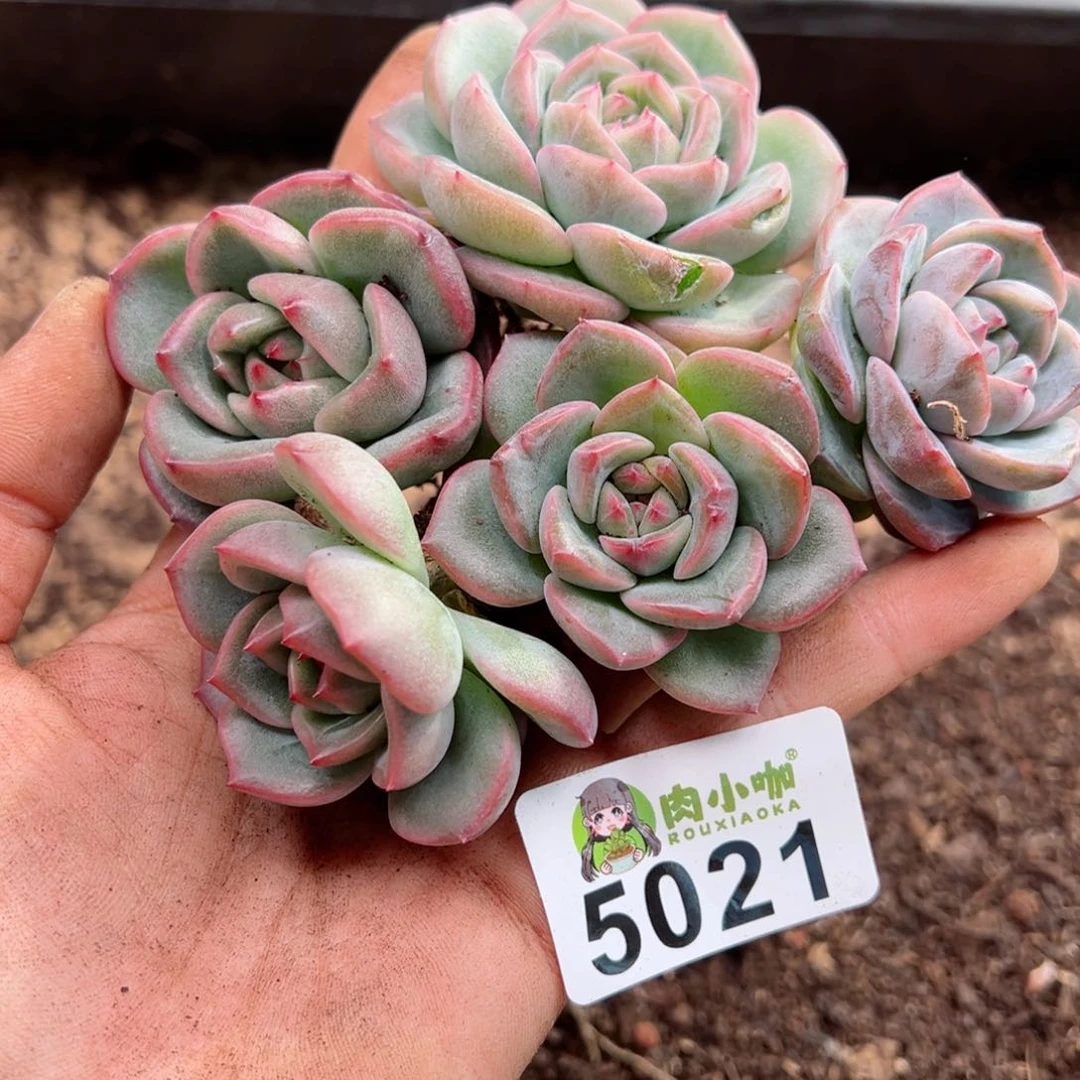清****）多肉植物多肉植物
