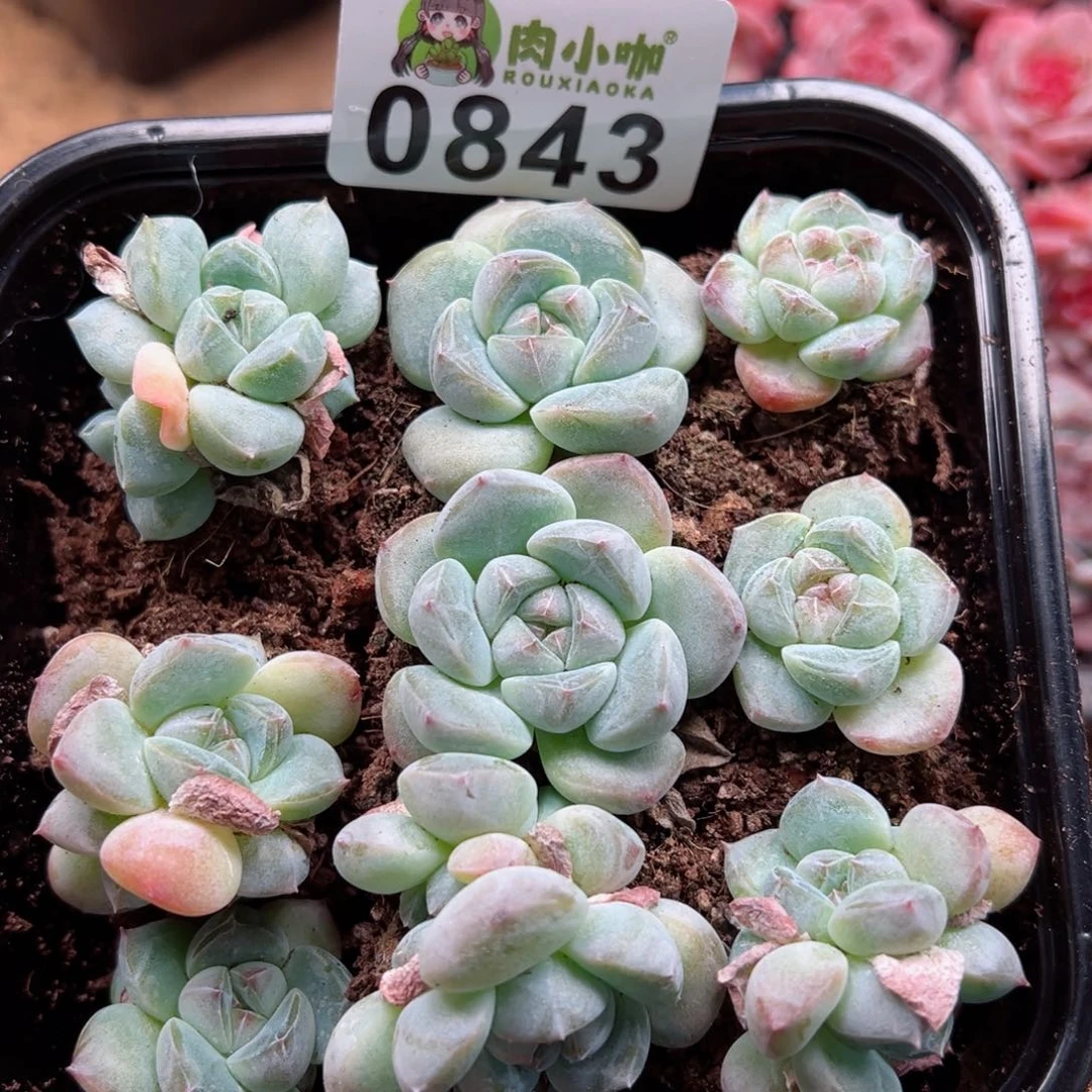 多肉植物多肉植物