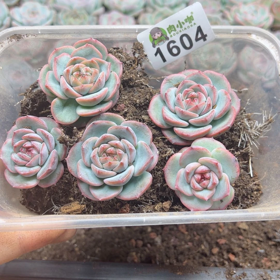 多肉植物多肉植物