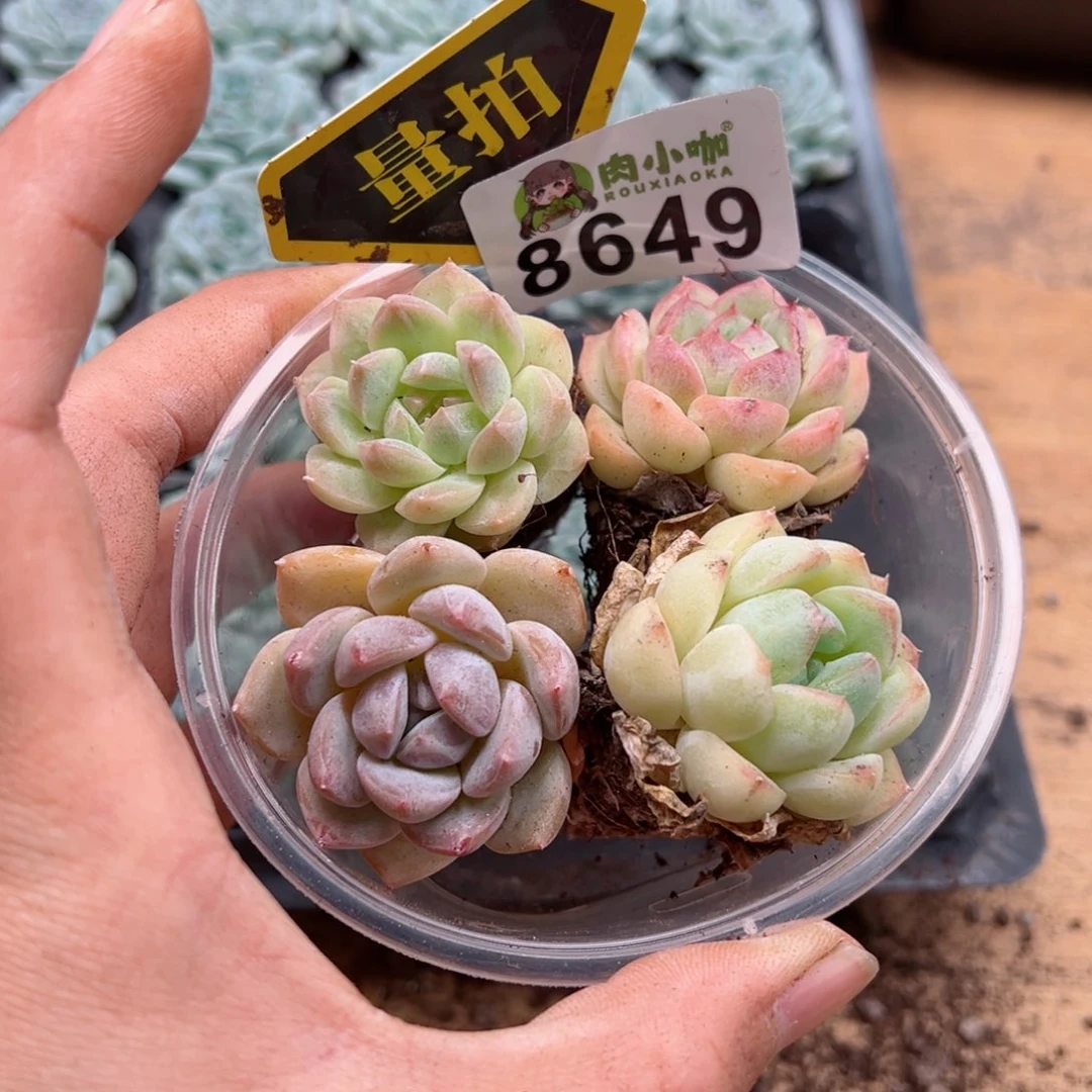 多肉植物多肉植物