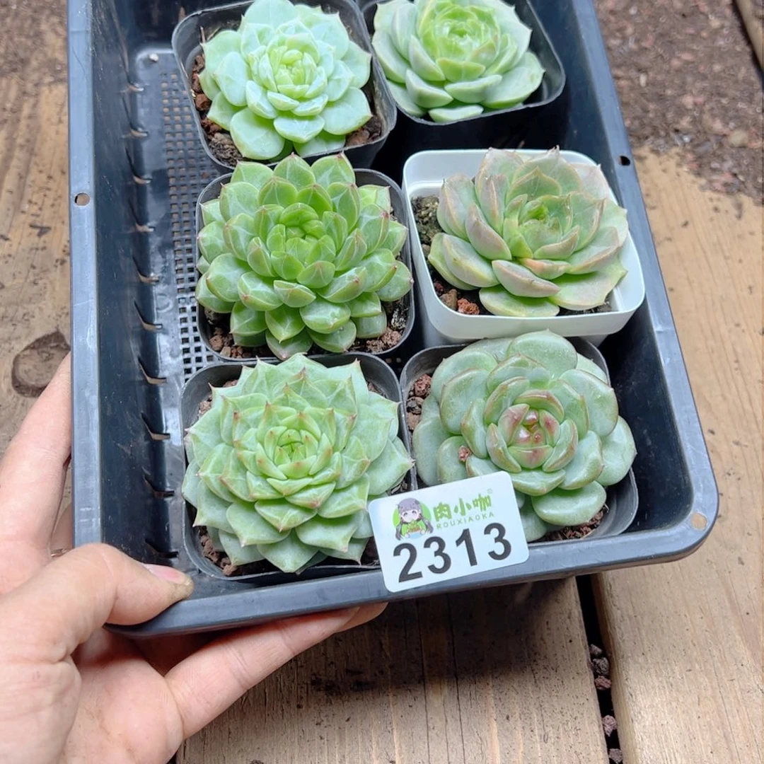 桫*多肉植物多肉植物