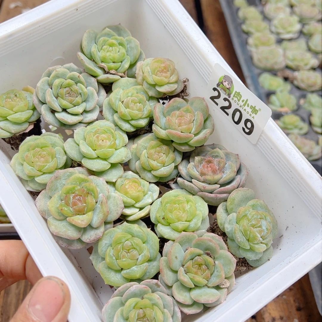L*多肉植物多肉植物
