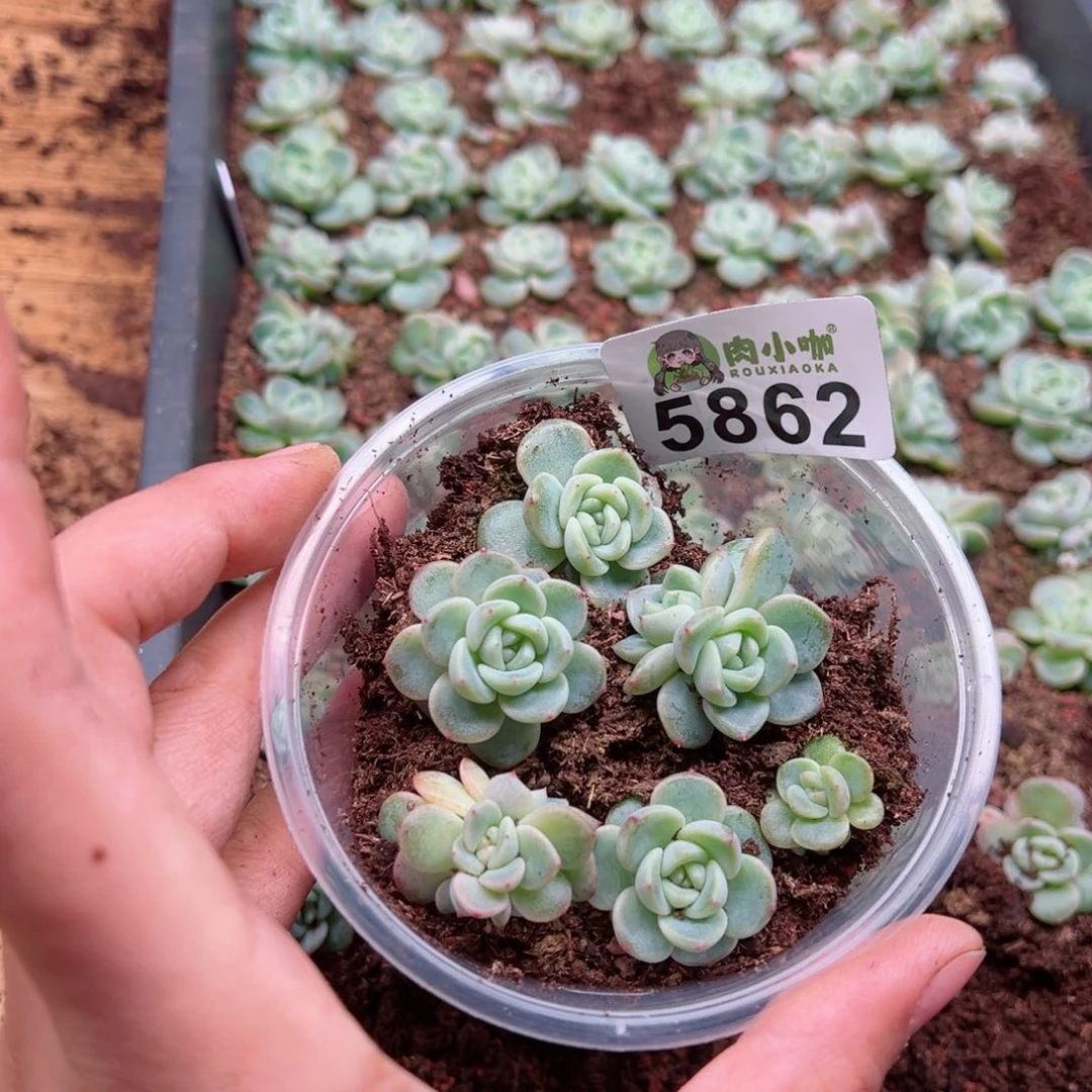 多肉植物多肉植物