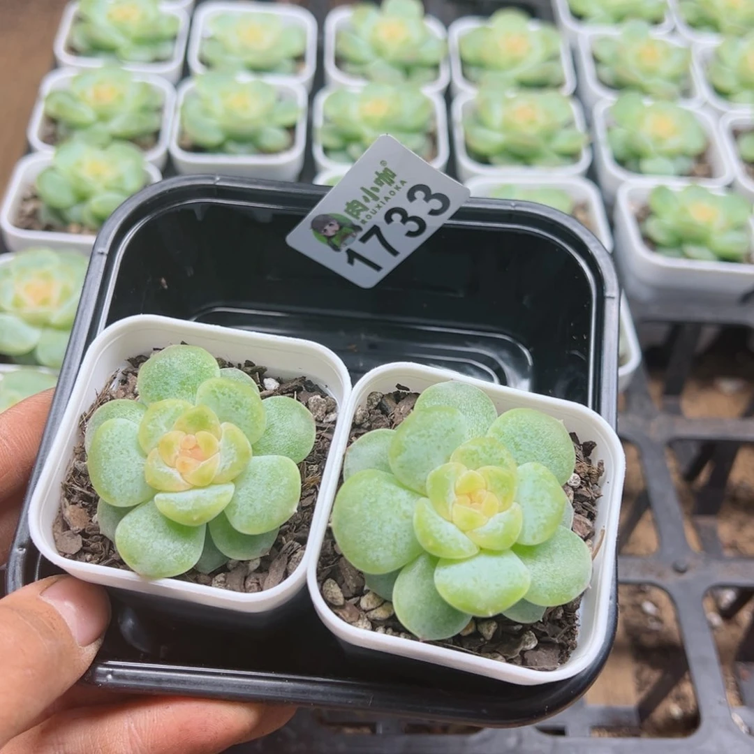 ?*宝多肉植物多肉植物