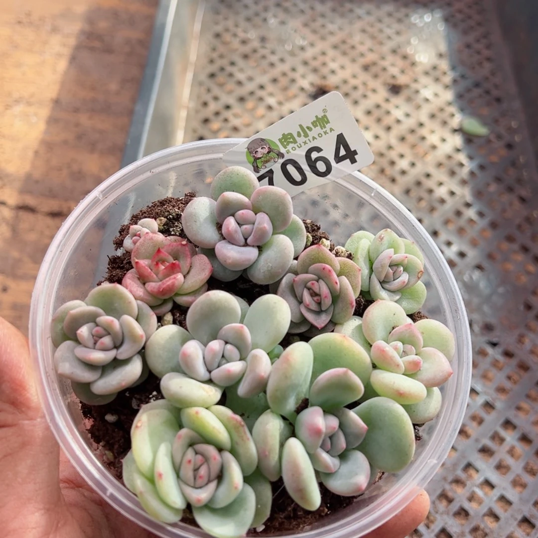 多肉植物多肉植物