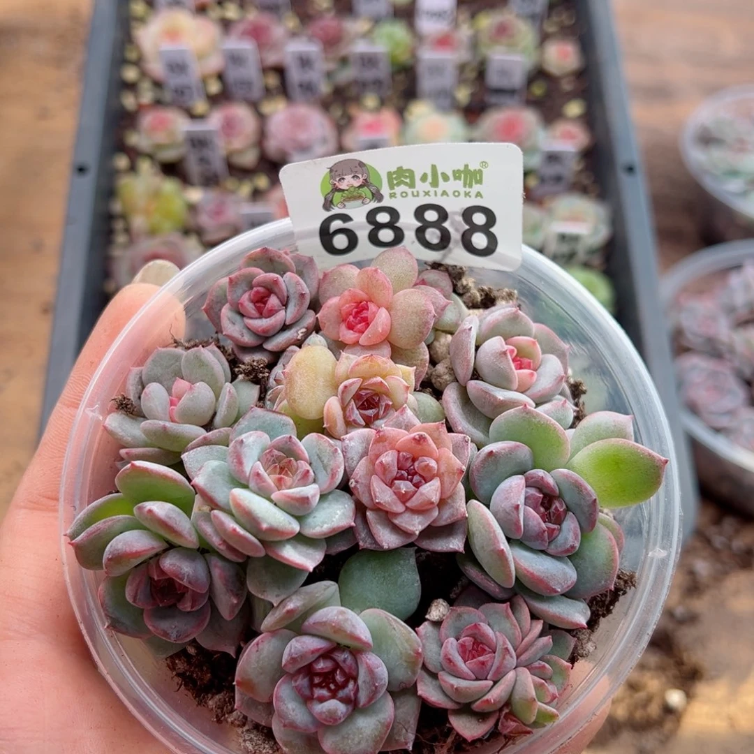 多肉植物多肉植物