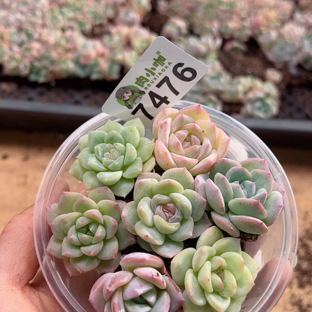 多肉植物多肉植物