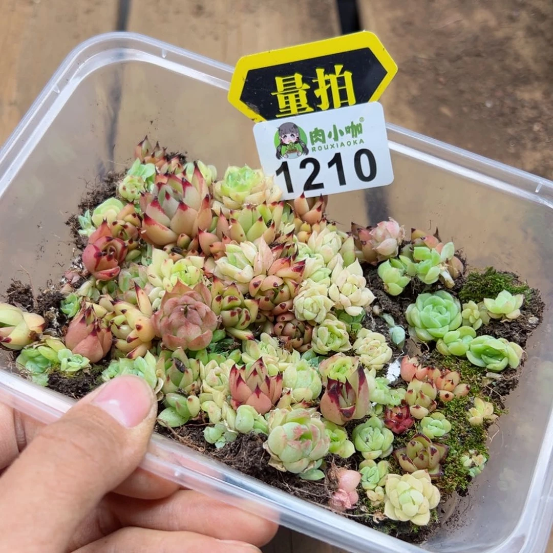 多肉植物多肉植物