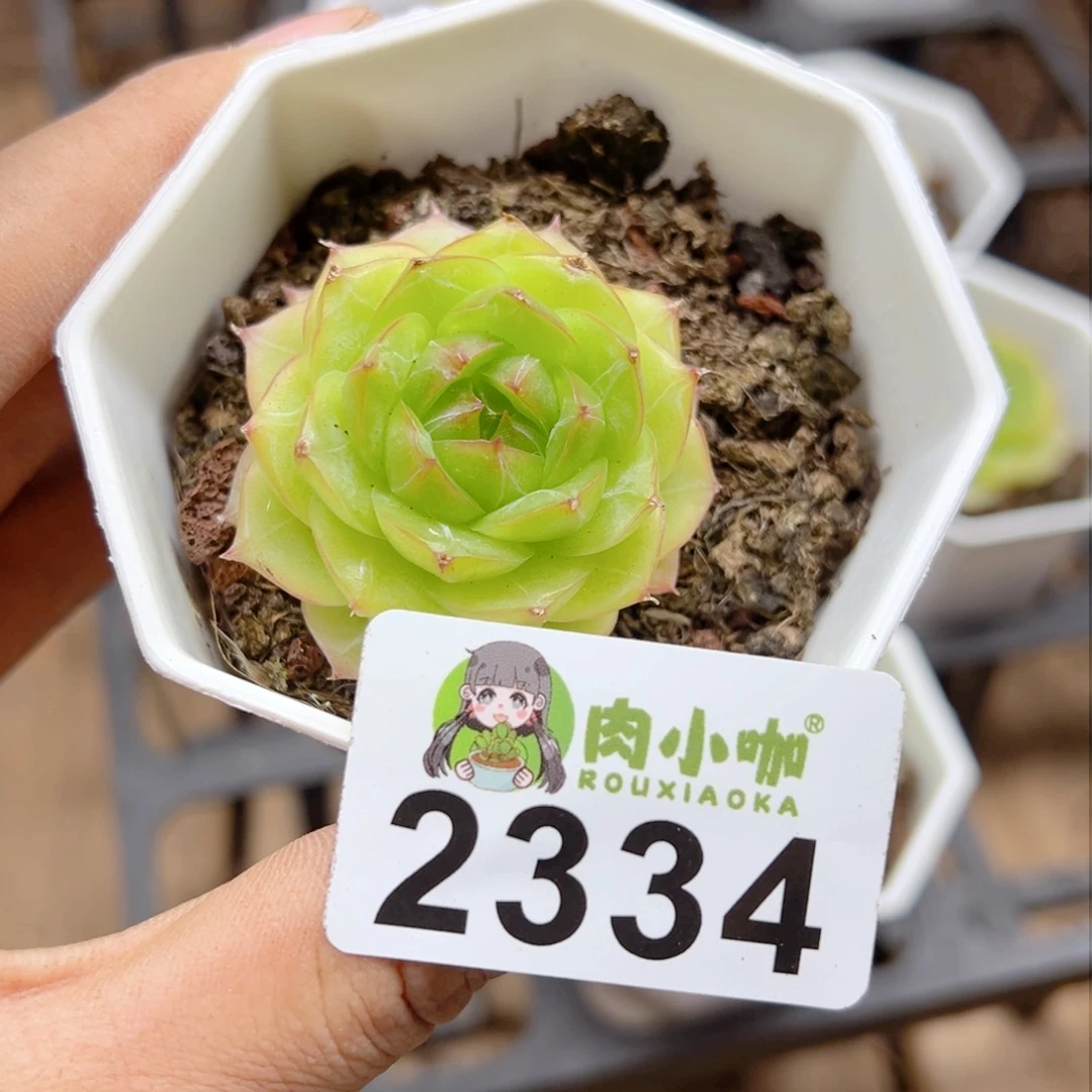 多肉植物多肉植物
