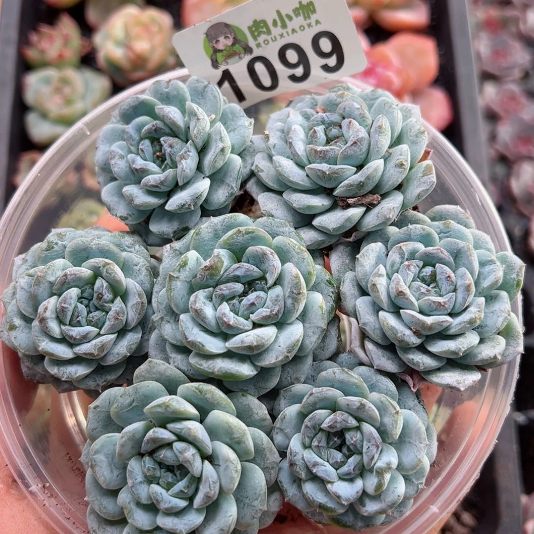 多肉植物多肉植物