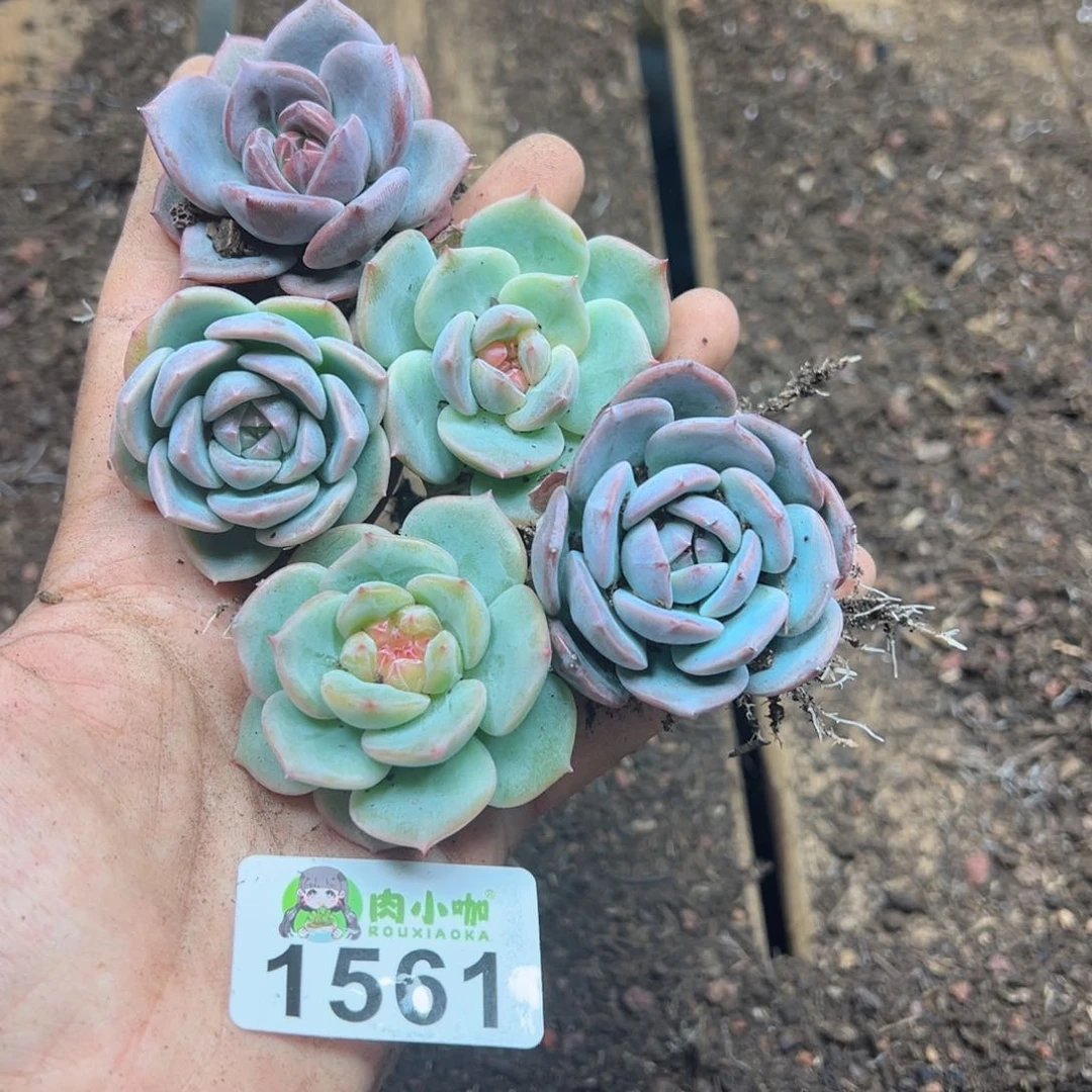 多肉植物多肉植物