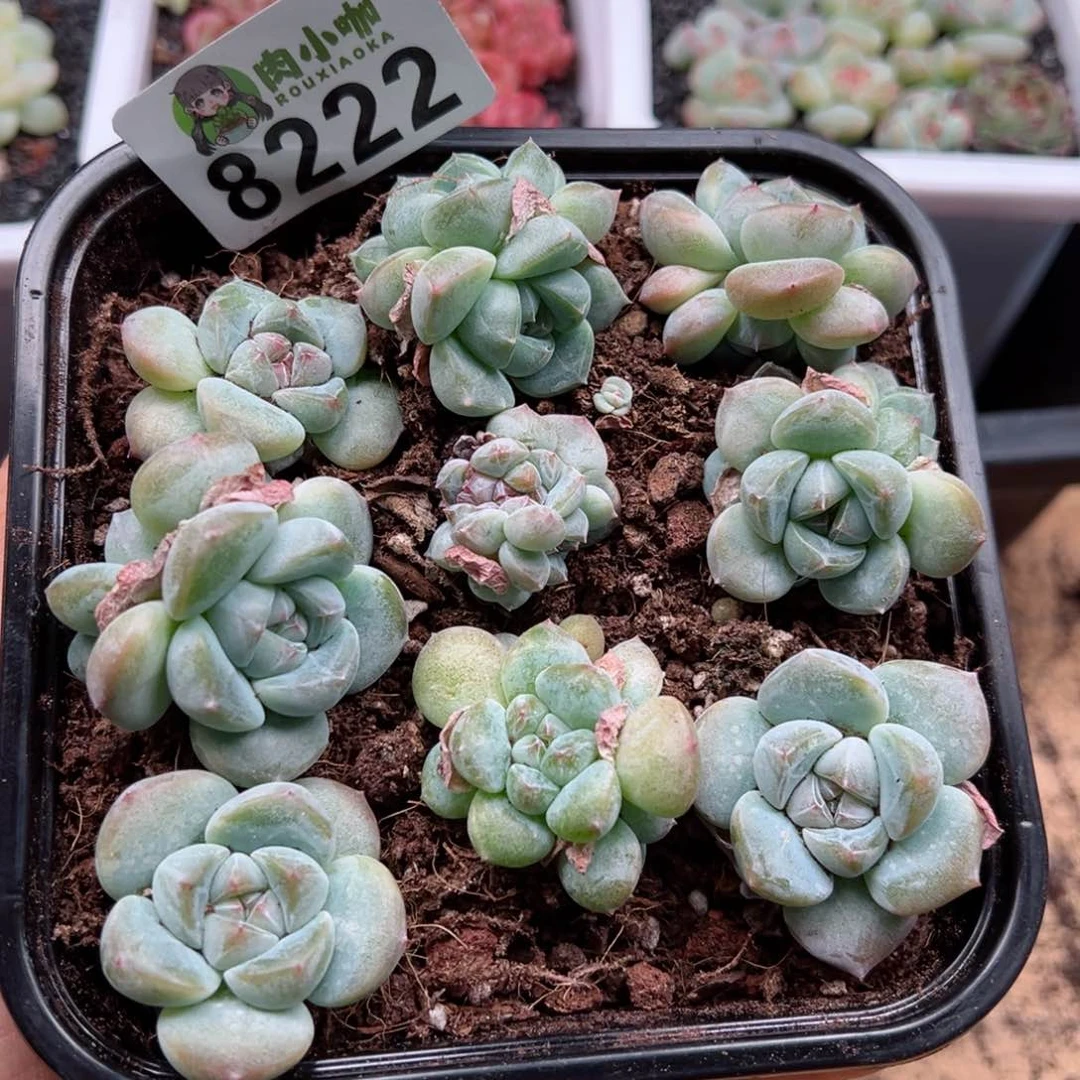 多肉植物多肉植物