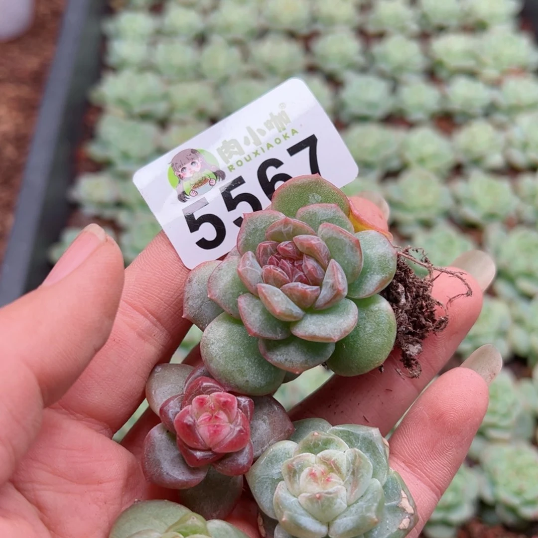 魔**菜多肉植物多肉植物