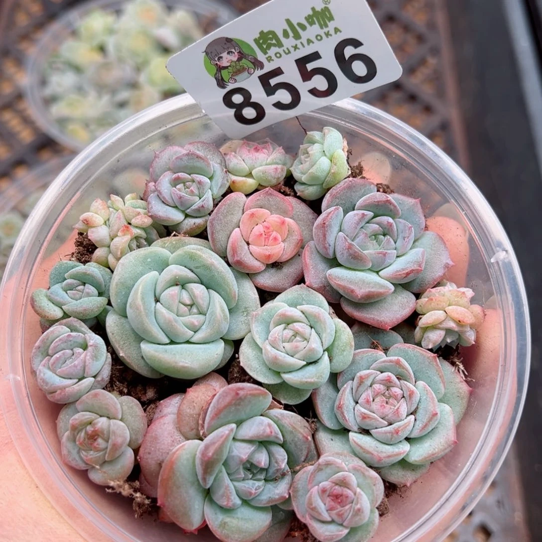多肉植物多肉植物