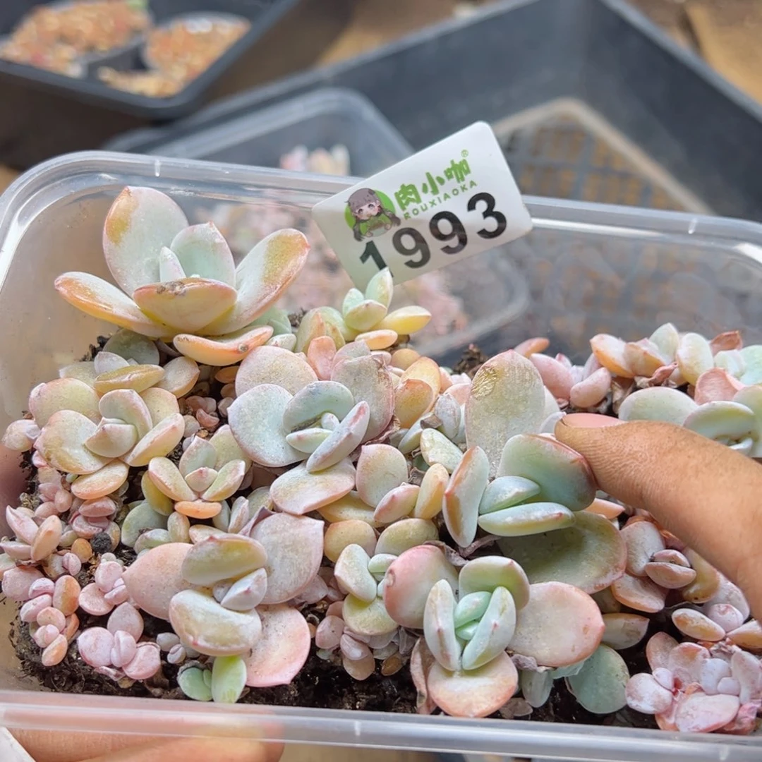 多肉植物多肉植物