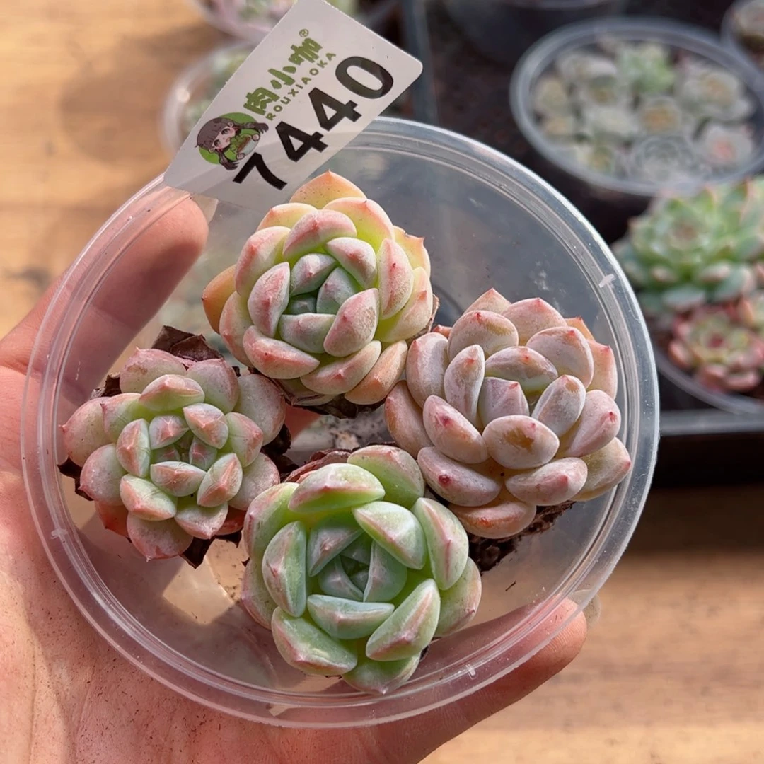 多肉植物多肉植物