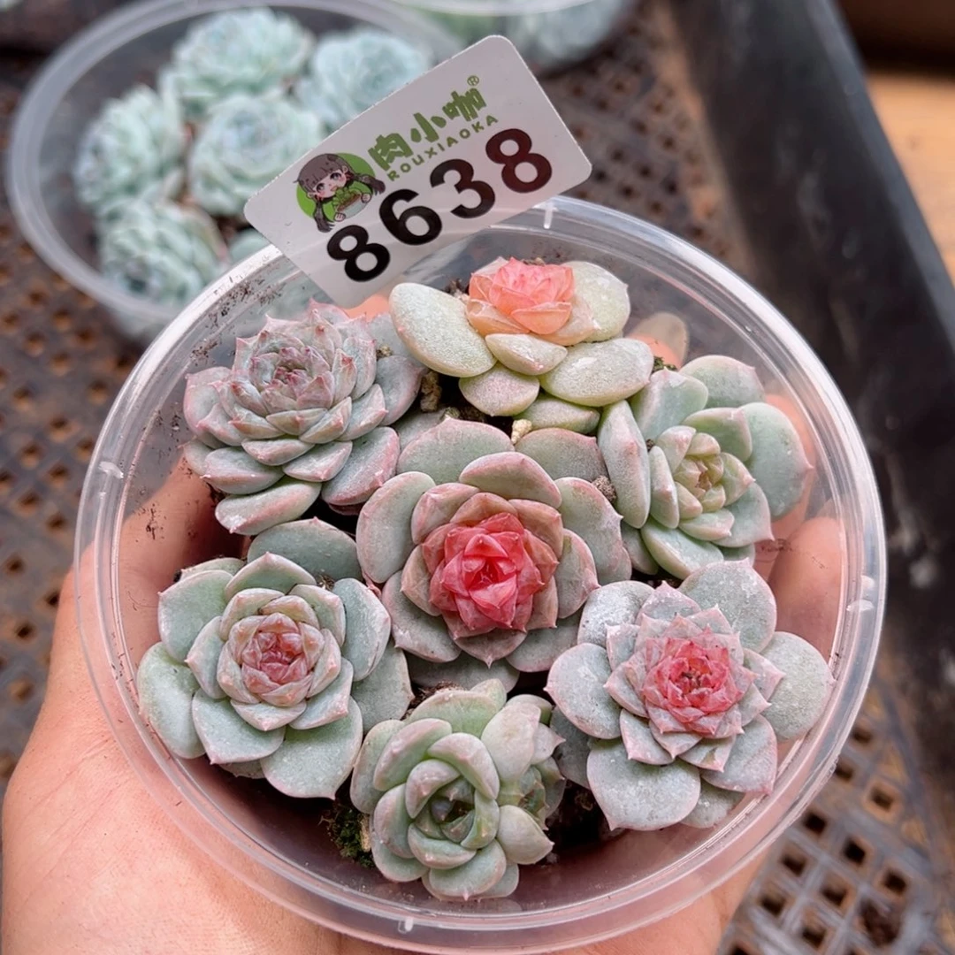 小****）多肉植物多肉植物