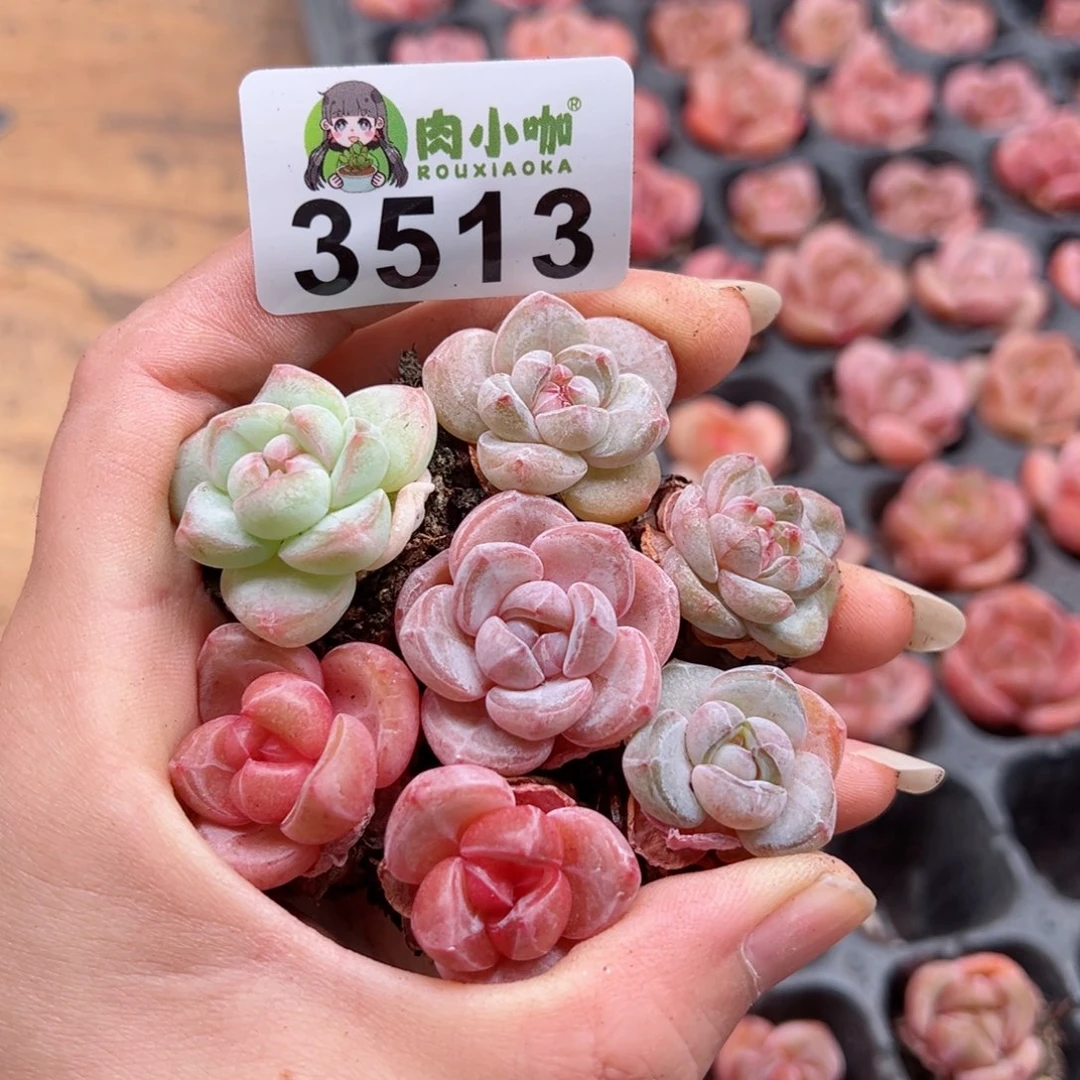 小****ღ多肉植物多肉植物