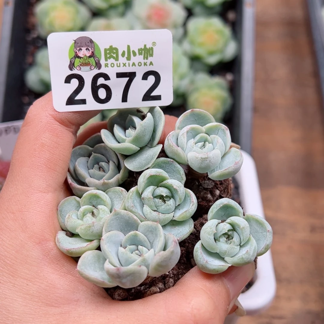 多肉植物多肉植物