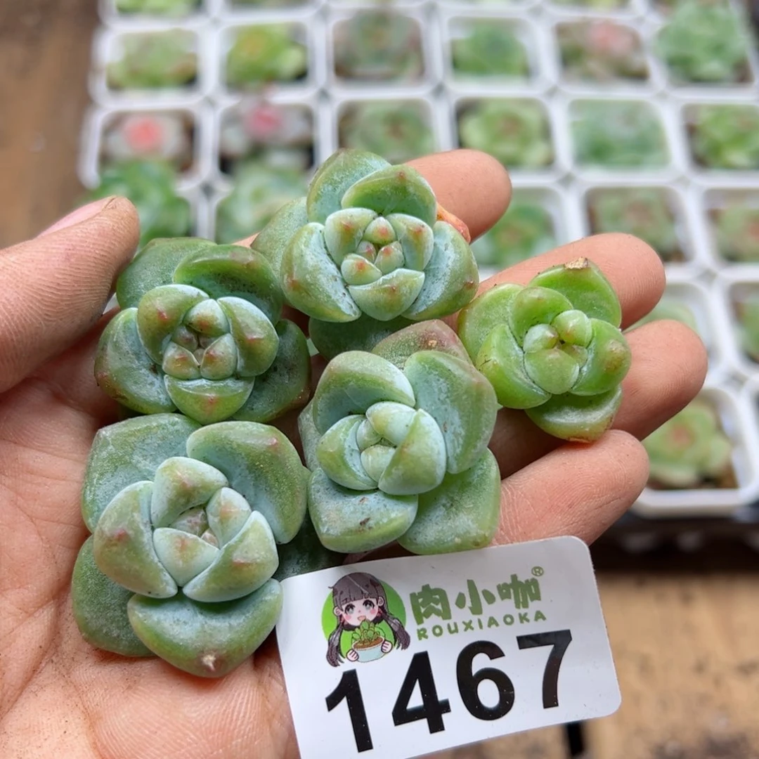 多肉植物多肉植物
