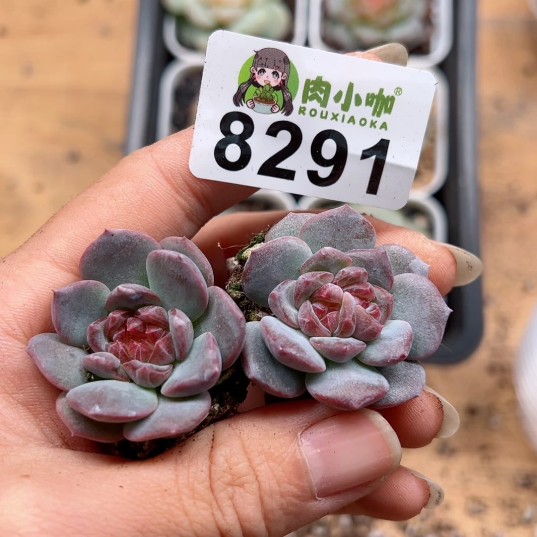 ?****?多肉植物多肉植物