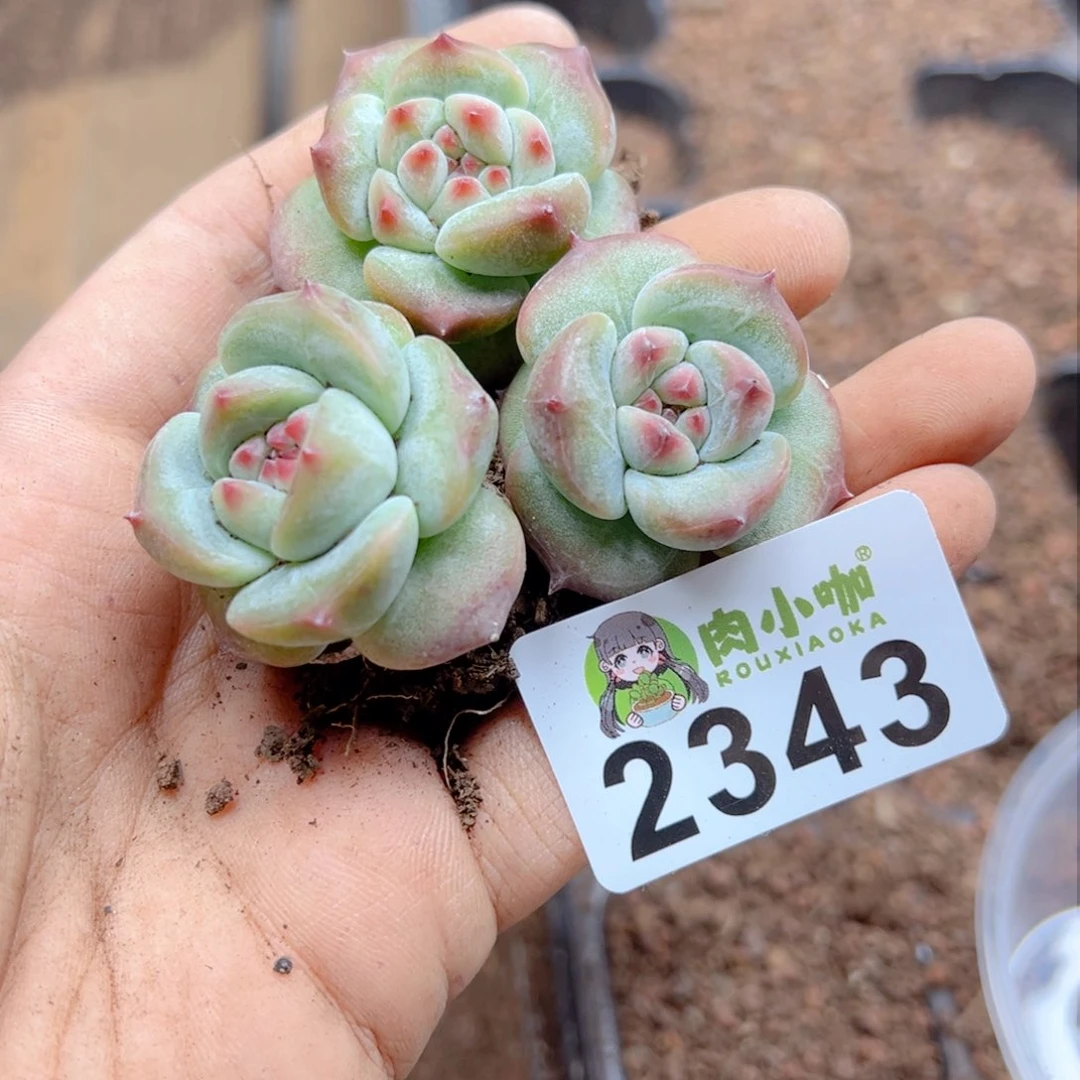 多肉植物多肉植物
