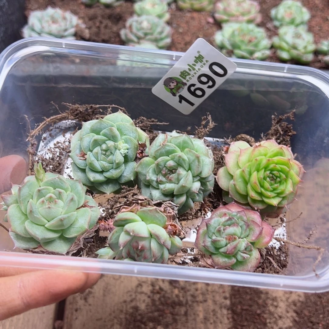 陆*多肉植物多肉植物