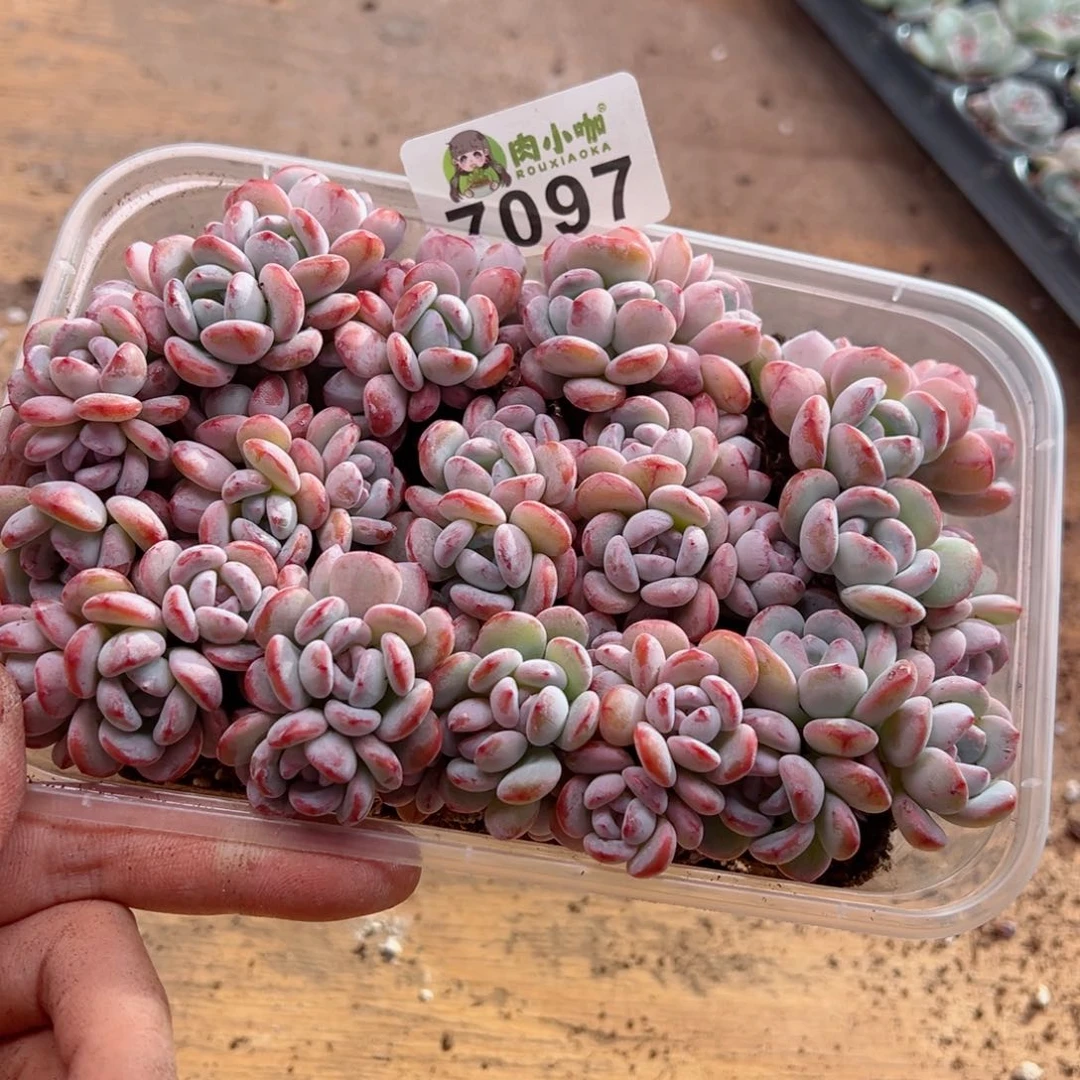 芽*多肉植物多肉植物