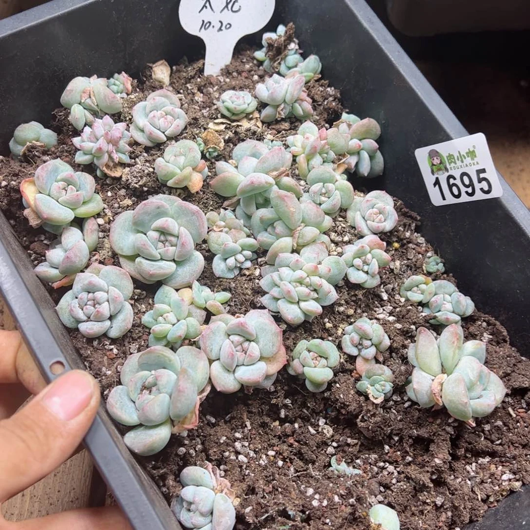 陆*多肉植物多肉植物