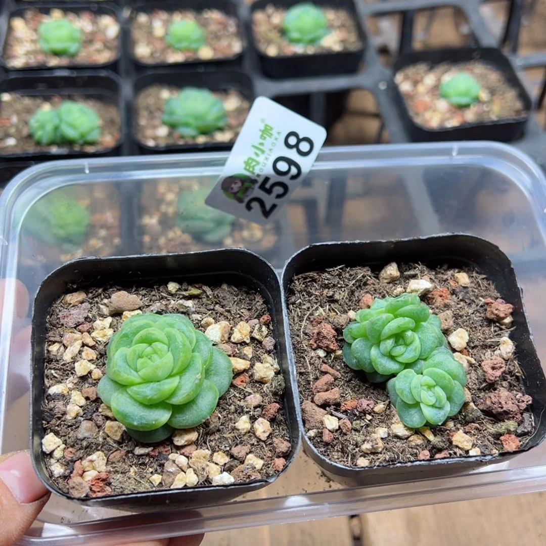 多肉植物多肉植物