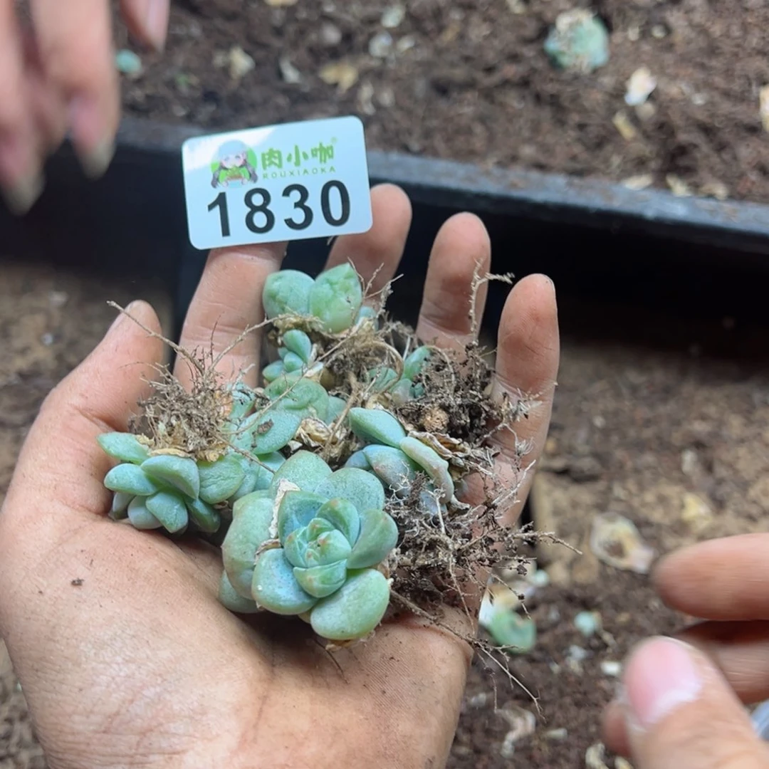多肉植物多肉植物