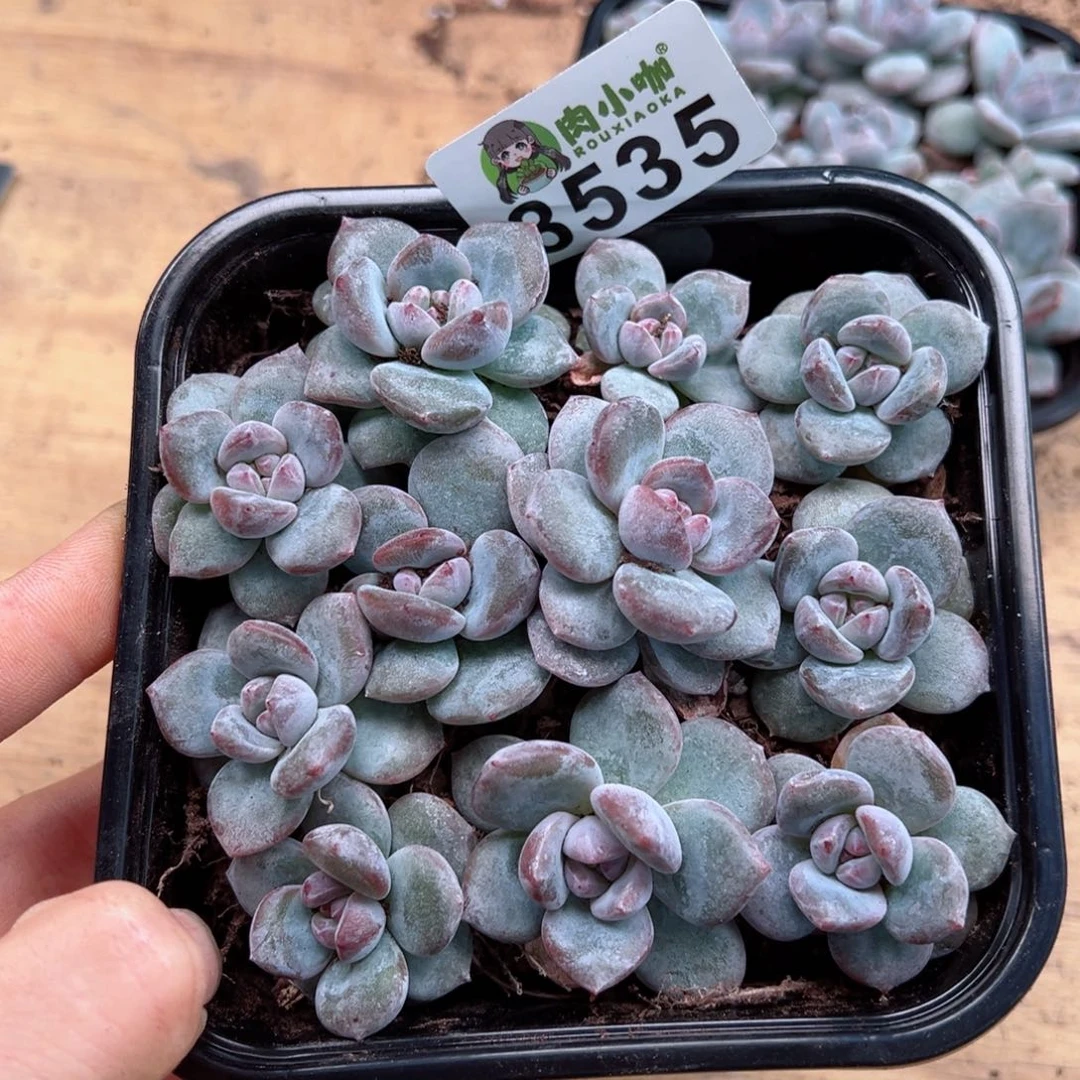 多肉植物多肉植物