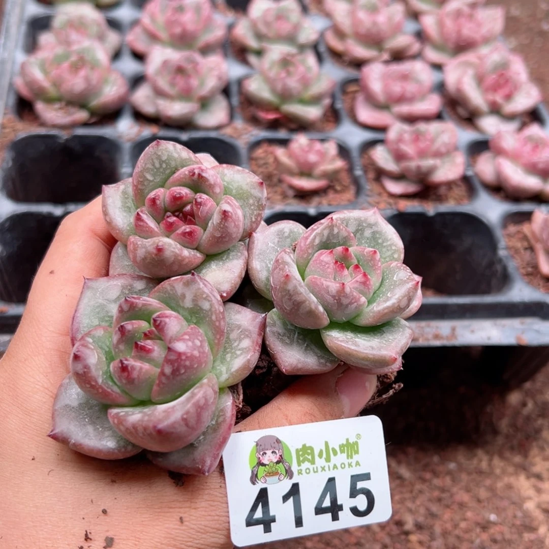 多肉植物多肉植物