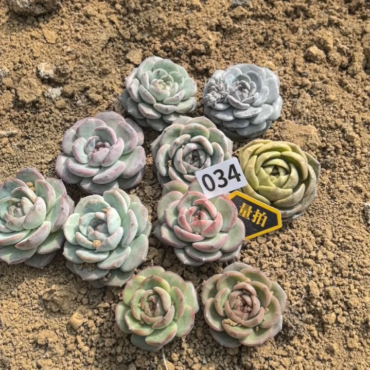 多肉植物多肉植物