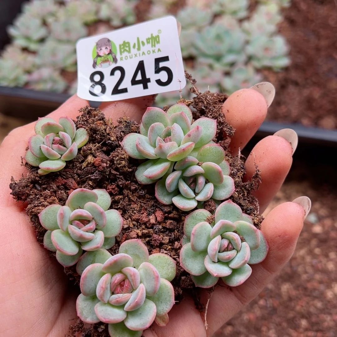 多肉植物多肉植物