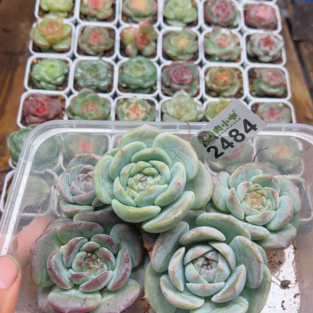 多肉植物多肉植物