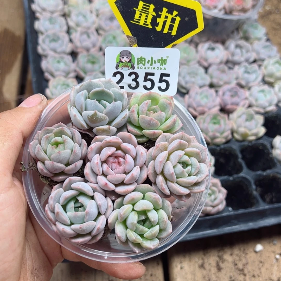 多肉植物多肉植物