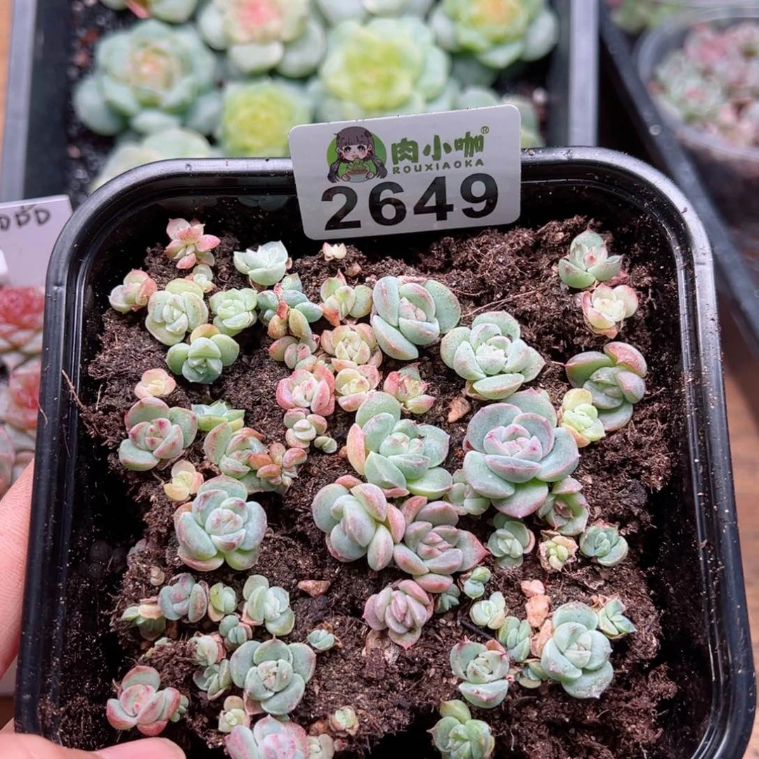 多肉植物多肉植物