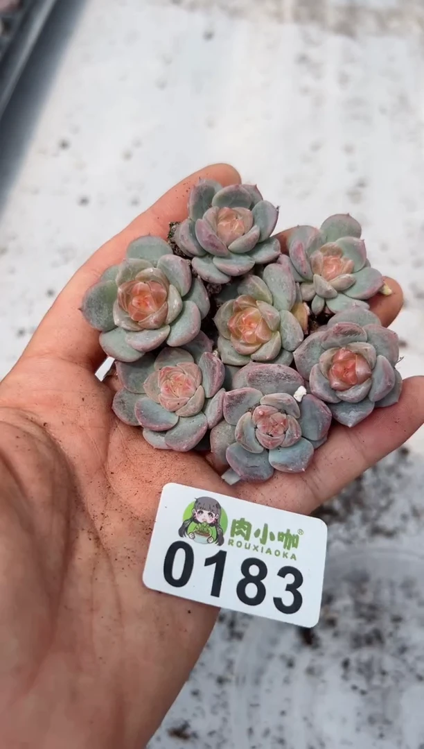 【闪购商品】183多肉
