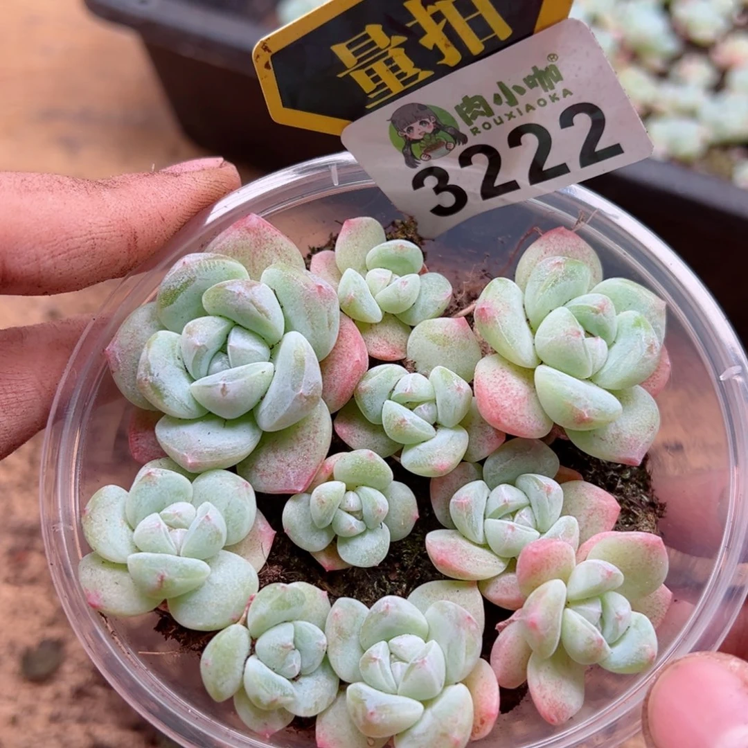 多肉植物多肉植物