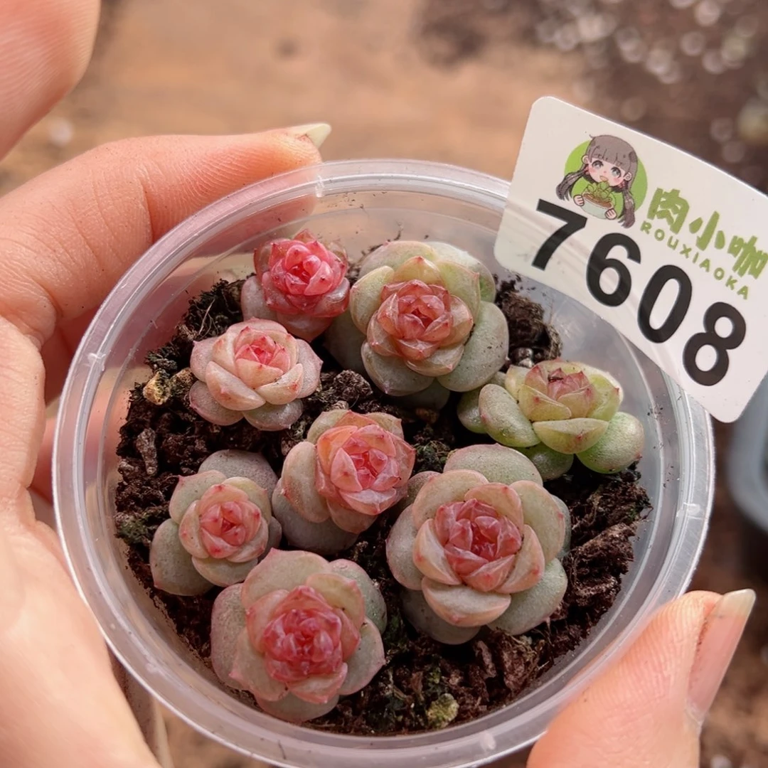 多肉植物多肉植物