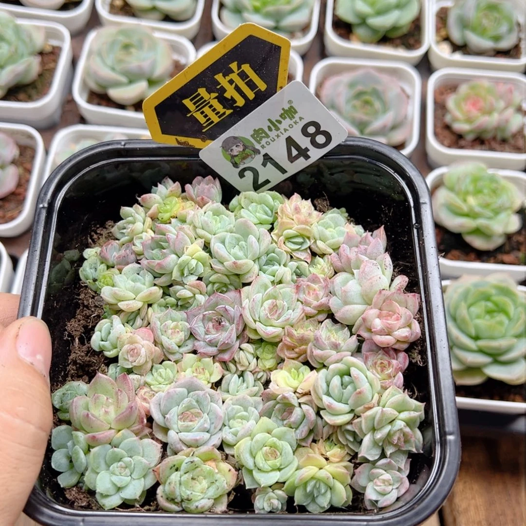 多肉植物多肉植物