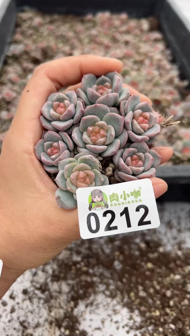 【闪购商品】212多肉