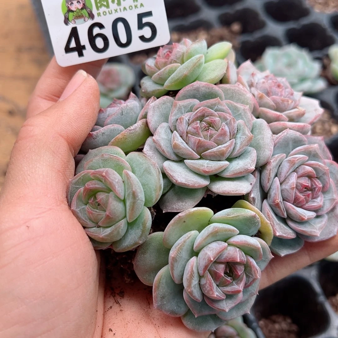 多肉植物多肉植物