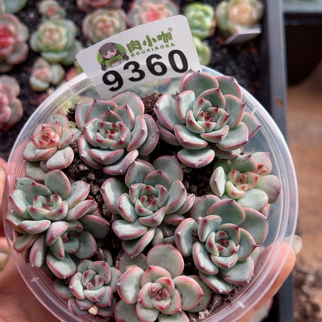 多肉植物多肉植物